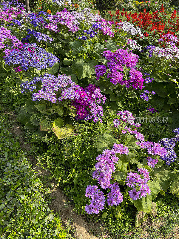 Image of cultivated flower borders of bedding plants in Lodhi Gardens public park, flowerbeds with purple cineraria (Pericallis × hybrida), elevated view